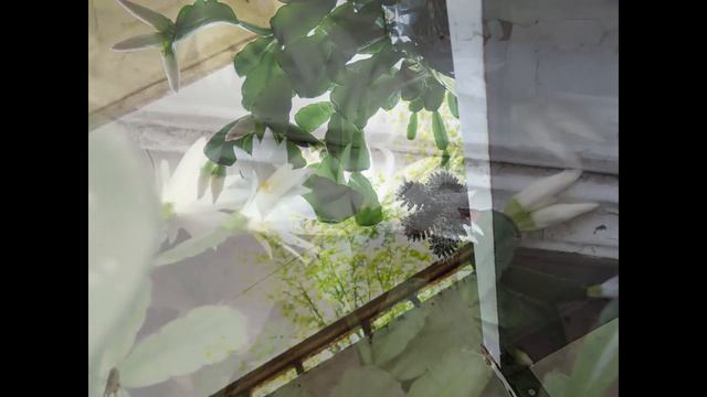 Белый пасхальник (иногда называют Белым декабристом) Красивый комнатный цветок смотреть онлайн