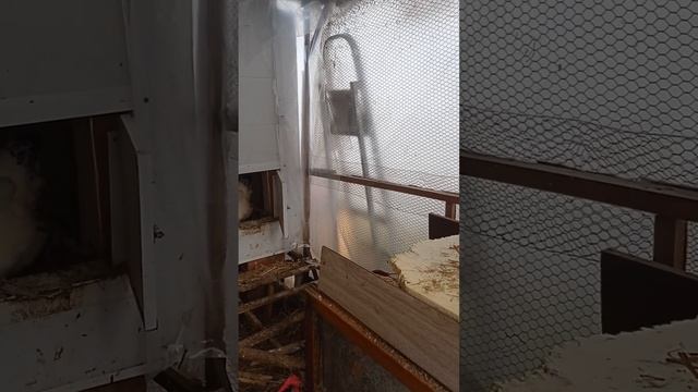 Утеплила выгул для курочек и теперь спокойна. смотреть онлайн
