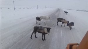 Командировка на Варандей