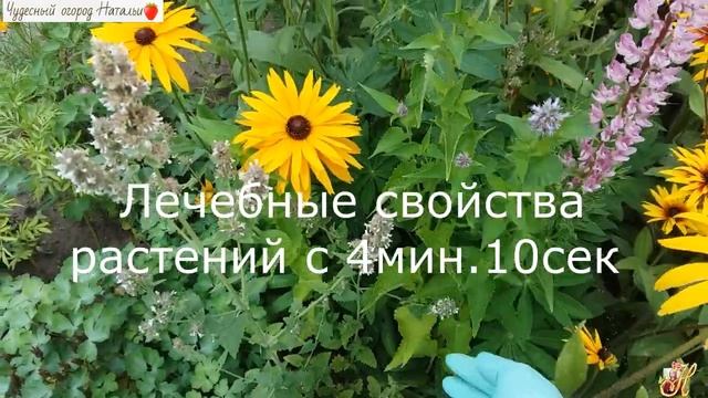 ?Чём отличается мята от мелиссы, полезный свойства растений смотреть онлайн