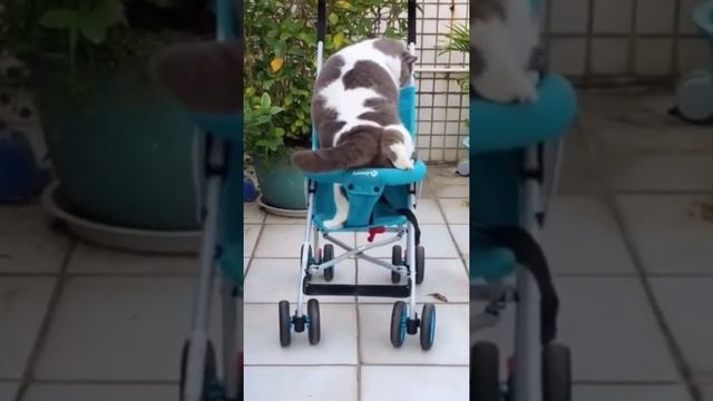 Кото-толстуны? смотреть онлайн