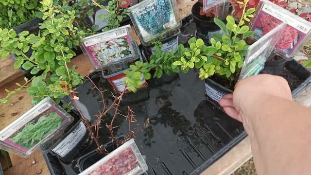 Продали петушка😊 удобная клетка-переноскадля птицы👍 Мой любимый магазин🌿🌺🌿🌺🌿🌺🌿 смотреть онлайн