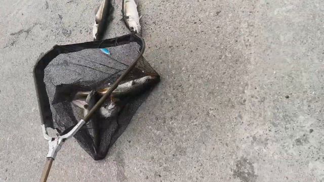 Норвегия Нарвик рыбалка.