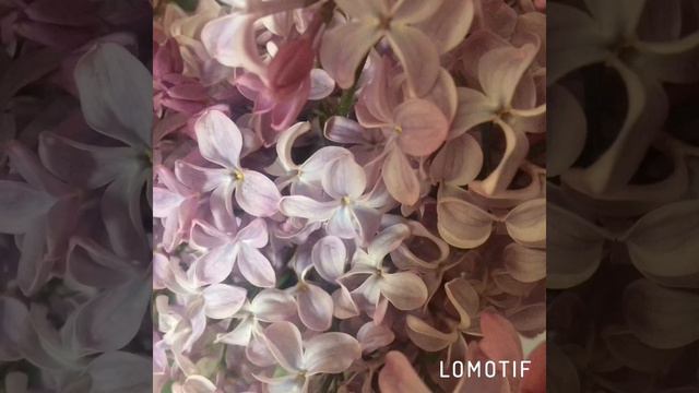 Сирень сорт «Космос» смотреть онлайн