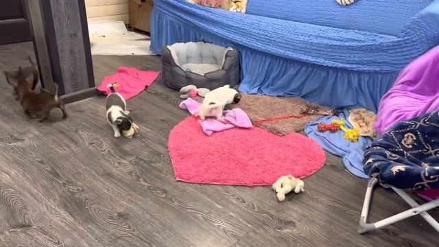 Щенки ЧИХУАХУА ?@ Две СЕМЕЙКИ с ДОСТАВКОЙ ** Chivava puppy смотреть онлайн
