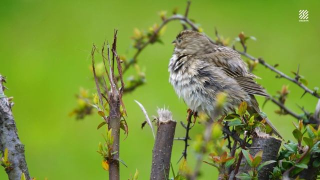 Птицы I В мире животных I Фоновая музыка I 4K смотреть онлайн