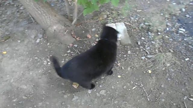 Сегодня много дел! Спешу! Синдром белого кролика и Котофей Кузьма Дружелюбный. смотреть онлайн