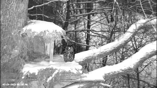 Male Eagle Owl at Nest, Mating Off Cam ? 02/24/23 04:36 смотреть онлайн