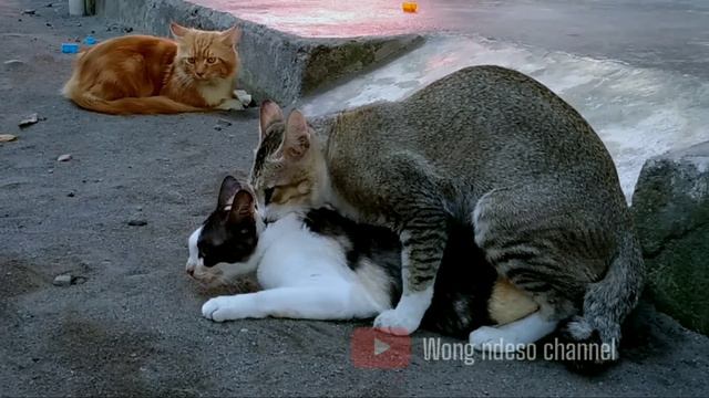 kucing kawin || mating cats season 2021 || the best mating cats 2 Males 1 Female смотреть онлайн