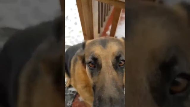 Siberian Husky's daily sass смотреть онлайн