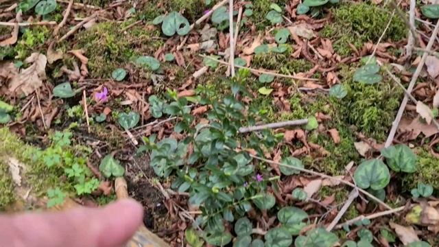 НОВАЯ НАДЕЖДА РОЩИ | В мертвом лесу появился самшит смотреть онлайн