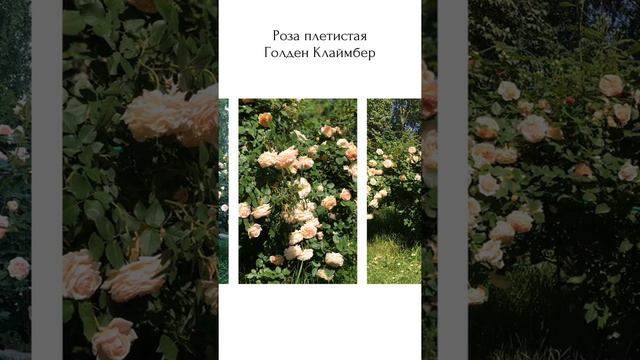 Самая красивая роза смотреть онлайн