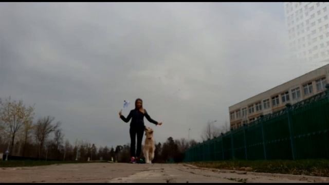 Ученый пес на параде 01.05.2020. Танцы с собаками смотреть онлайн