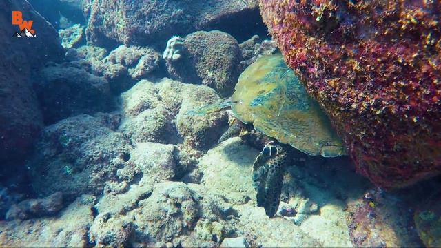 Diving With Sea Turtles!
