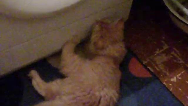 Кот хочет залезть в стиранную машину смотреть онлайн