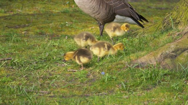 Canada Goose Family with 6 Goslings смотреть онлайн