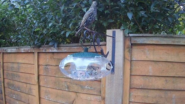 Guess who is raiding the small bird feeder again! ? смотреть онлайн