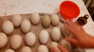 мускусная утка тяжёлой немецкой линии