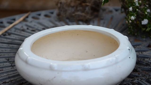 Snow Rose Serissa Bonsai Getting A Glow Up