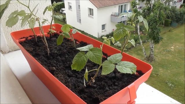 Málna (Rubus idaeus) helye + paprika смотреть онлайн