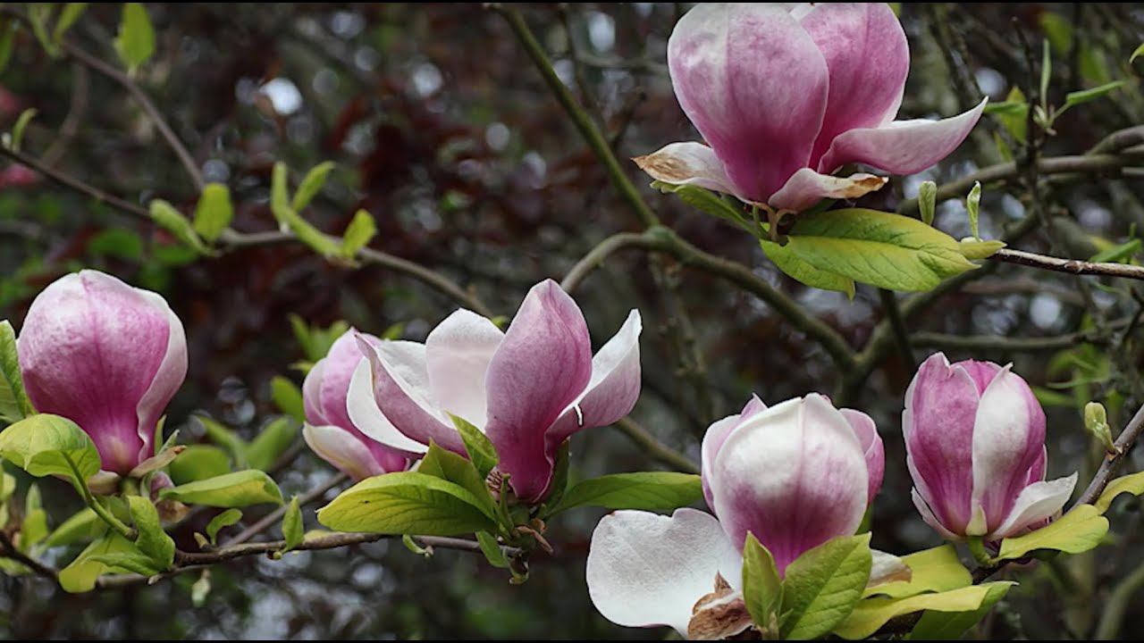 22.1. Цветковые деревья. Часть 1 смотреть онлайн
