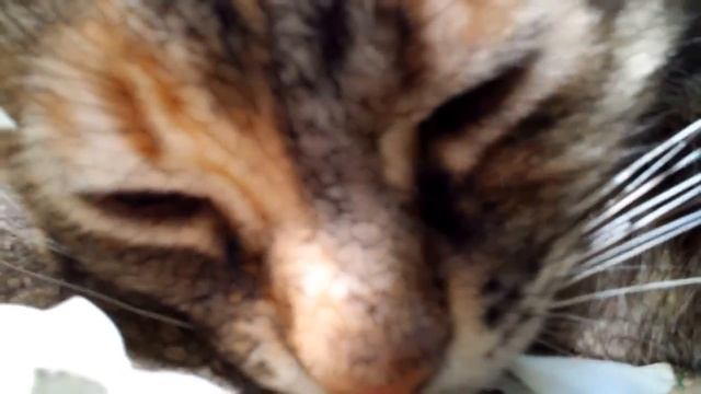 Сон кошки Мушки! смотреть онлайн