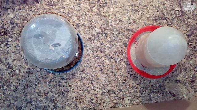 #как #кормить #куропаток смотреть онлайн