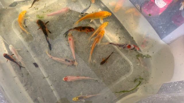 The Ghetto Koi Pond Gets Crystal Clear ! Koi Pond Spring Cleaning Video ! смотреть онлайн