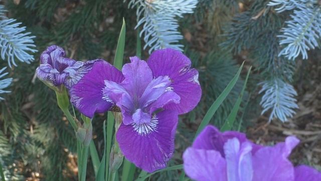 Нюансное сочетание. Ирис сибирский и ель Хупси. смотреть онлайн