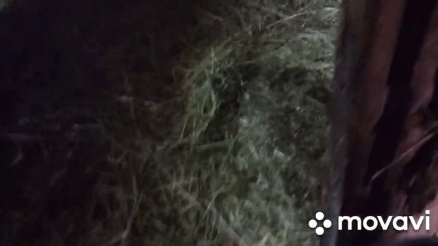 Кто такая красуля_ И как она поживает_