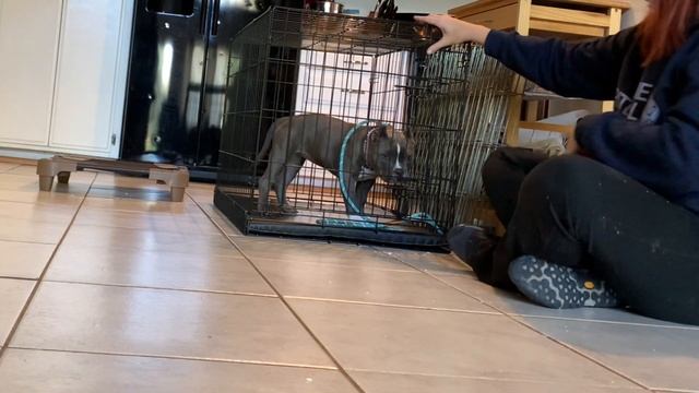 Willful puppy learning crate and impulse control смотреть онлайн