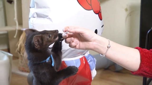 Домашний соболь Бади! смотреть онлайн