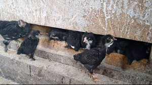 Как живут цыплята вместе разного возроста