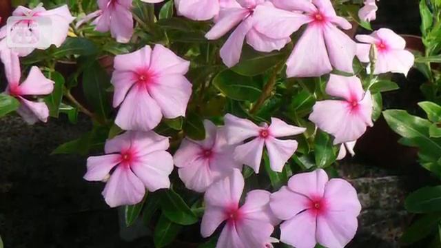 Катарантус ➡ Посадка и уход ? Выращиваем катарантус с HitsadTV