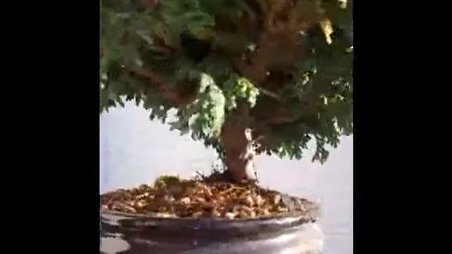 Bonsai chamaecyparis pisifera смотреть онлайн