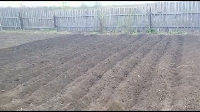 Посадка картофеля . Чем нужно обработать семенной картофель. смотреть онлайн