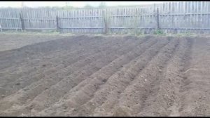 Посадка картофеля . Чем нужно обработать семенной картофель.