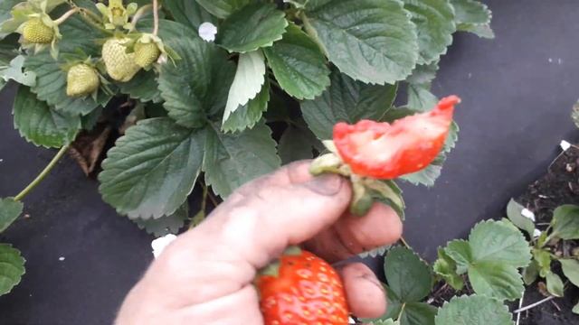 Супер сорт земляники МУРАНО. Крупный, сладкий, плотный ремонтантный сорт. смотреть онлайн