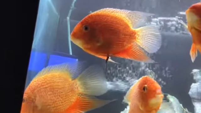 северумы: уход и содержание смотреть онлайн