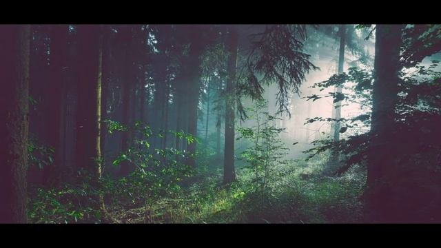 Фото красивого Леса Необычные картинки смотреть онлайн