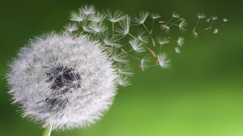 Синдром отложенной жизни