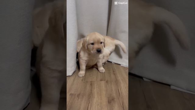 Плюшевые щенки золотистого ретривера и лабрадора смотреть онлайн