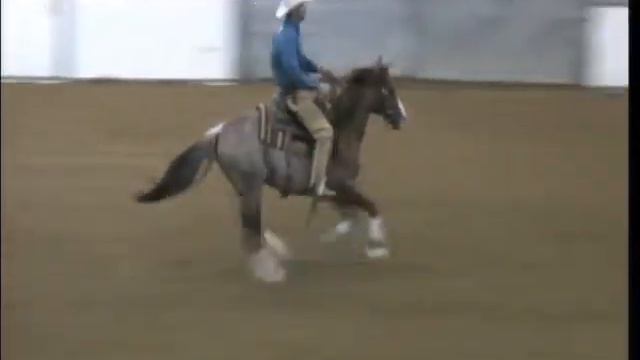 Shiner Smart Cat, Kevin Meyer, Reining & Fence смотреть онлайн