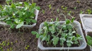 Горох рассадным и безрассадным способом  Результат эксперимента