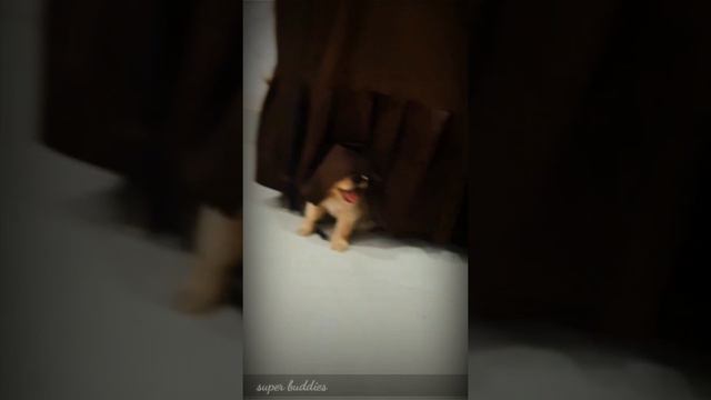 golden retriever super buddys tum nahi ho mere song YouTube short video смотреть онлайн