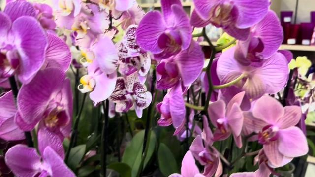 Обзор Орхидей ( Одесса садовый центр )