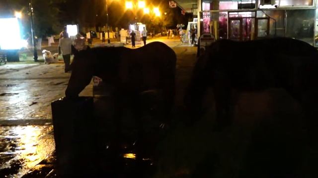 Дикие лошади в центре Пицунды, Абхазия 2017 смотреть онлайн