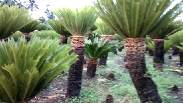 Cycas revoluta ( Rajkumar nursery ) groud level view. смотреть онлайн