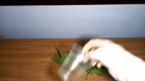 Рождественская звезда - Пуансеттия пересадка, черенкование.