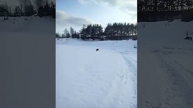 Западно- сибирская лайка, 8месяцев смотреть онлайн